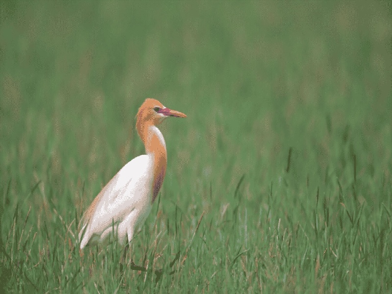 私立试管医院北京，试管卵泡多了好吗